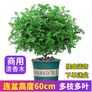 商用清香木盆栽摆盘装 好养驱蚊胡椒木 饰叶子甜品烘焙蛋糕点缀四季