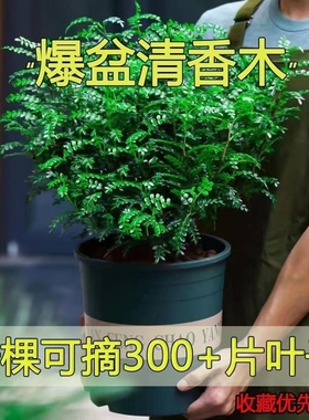 爆盆清香木胡椒木蛋糕西餐饮品烘培甜品装饰点缀新鲜好养植物叶子