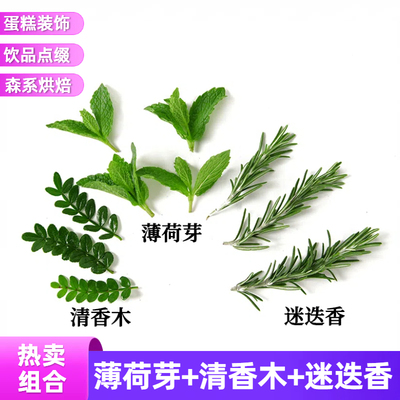 新鲜清香木叶子咖啡薄荷鸡尾酒生日蛋糕烘焙甜品装饰点缀植物绿叶