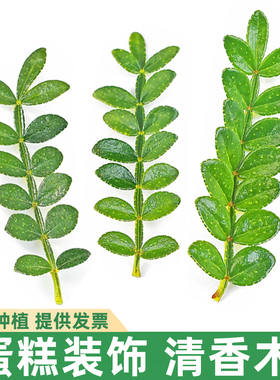 绿色种植基地新鲜清香木胡椒木叶子食品蛋糕烘焙点缀热门摆盘花草