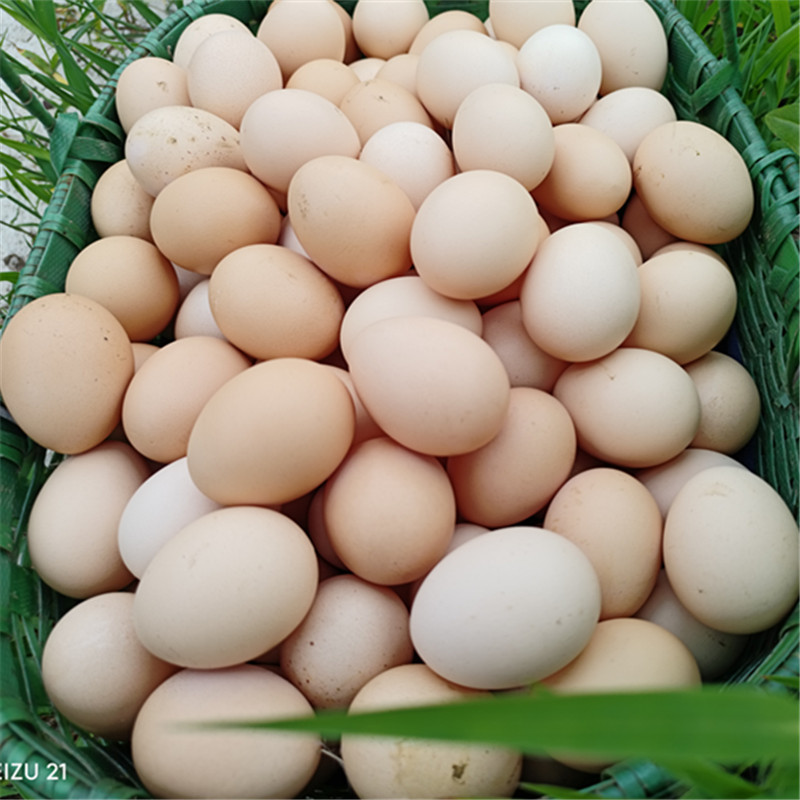 整箱100枚本鸡蛋走地鸡蛋散养鸡蛋母鸡初生蛋农家土鸡蛋现捡现发