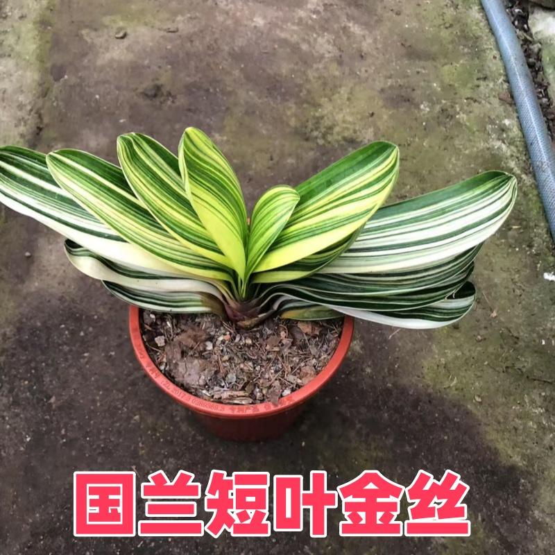 特价东北国兰短叶金丝彩佛圆头短彩兰小苗办公室桌摆绿植盆栽花卉
