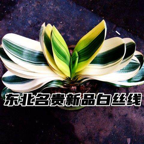 君子兰客厅室内阳台绿植花卉
