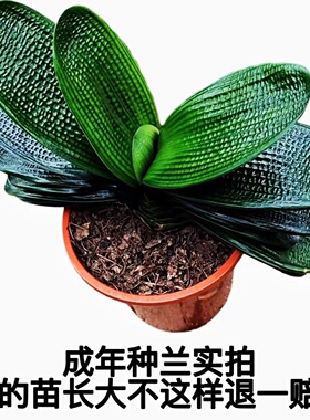 高档君子兰盆栽 麒麟麻王 圆头短叶珍珠麻脸宽叶和尚室内桌摆绿植