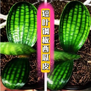 高档君子兰西瓜皮 蜡膜水晶花脸油匠短叶 室内盆栽阳台绿植带盆发