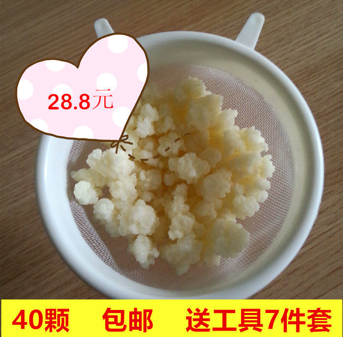 全国包邮！40颗天山雪莲菌藏灵菇菌 自制酸奶开菲尔菌kefir活性菌