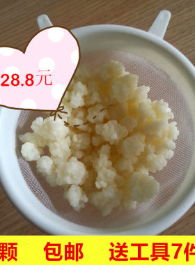 全国包邮！40颗天山雪莲菌藏灵菇菌 自制酸奶开菲尔菌kefir活性菌