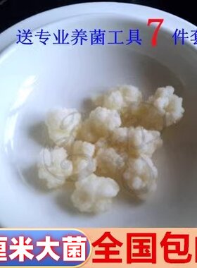 一厘米大颗粒雪莲菌开菲尔菌