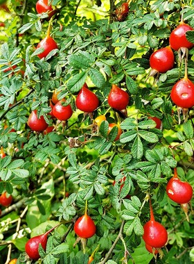 沙糖果刺棱花果刺莓果/玫果/木果