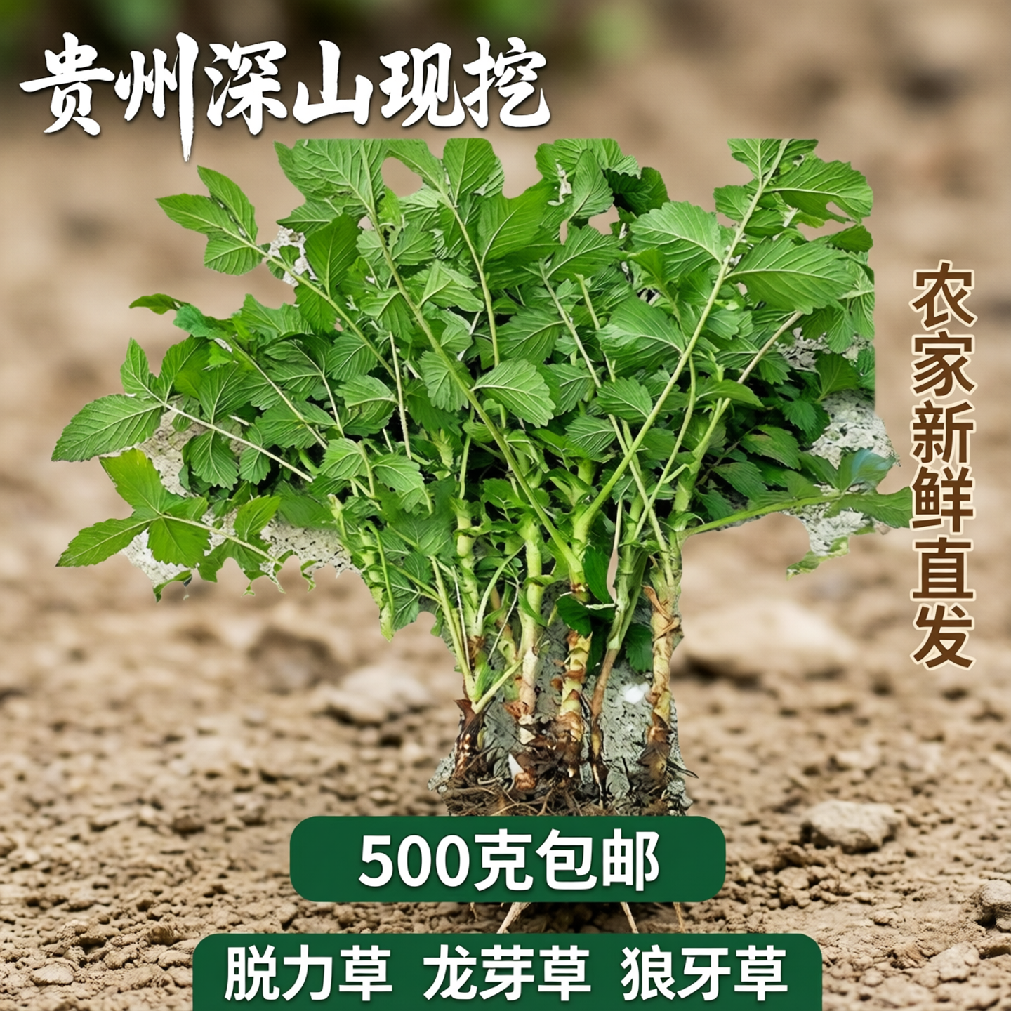贵州生鲜仙鹤草现挖现发保湿发货可栽种 龙芽草 脱力草深山狼牙草