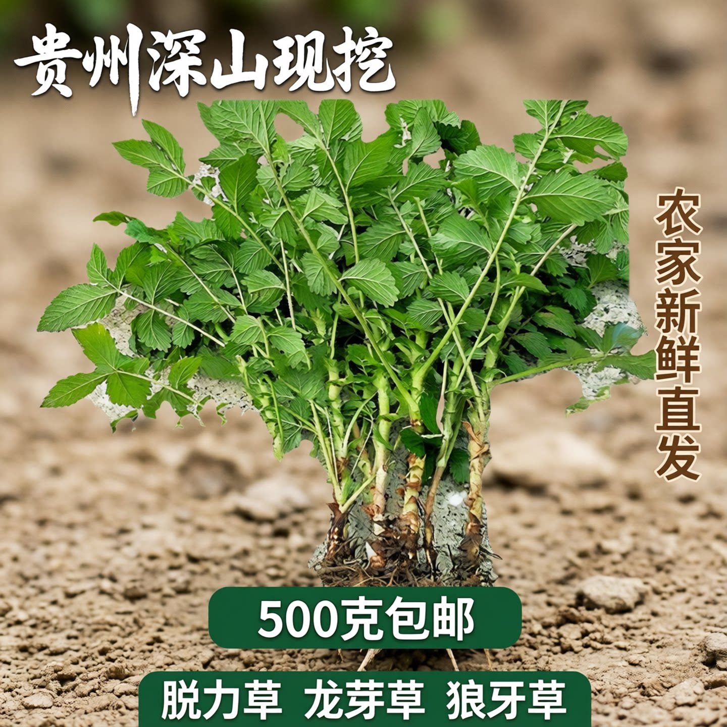 仙鹤草龙芽草龙牙草脱力草狼牙草图片