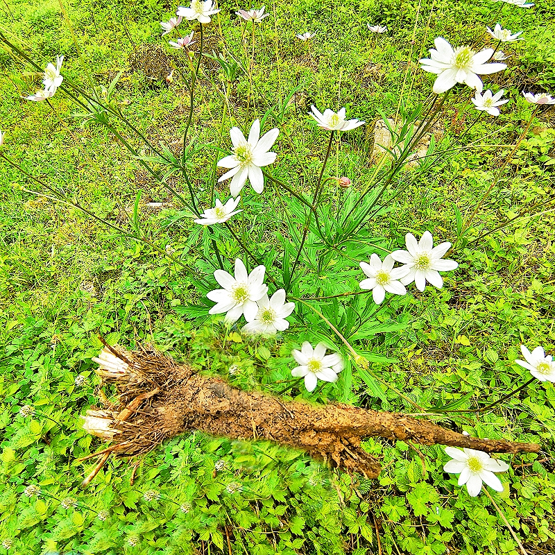贵州新鲜道地中药材虎掌草 草玉梅见风青狗脚迹溪畔银莲花 八瓣花