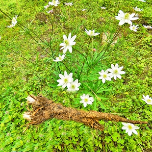 贵州新鲜道地中药材虎掌草 草玉梅见风青狗脚迹溪畔银莲花 八瓣花