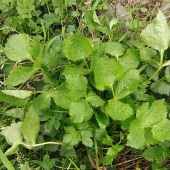 新鲜蔬菜植物鸭芹菜鸭儿芹大叶芹野蜀葵鸭脚菜三叶芹野山芹鸭脚板