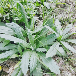 贵州中草药材新鲜小蓟根刺儿菜蓟蓟草七七菜刺蓟枪刀菜青青菜植物