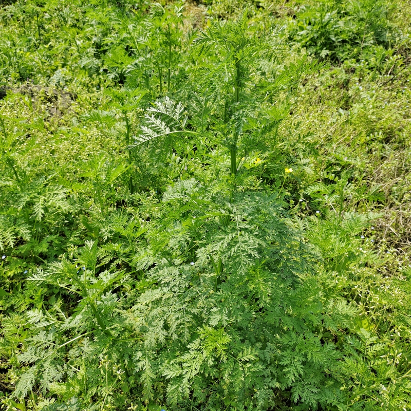 贵州中草药材新鲜现采青蒿臭蒿子艾蒿黄花蒿黄蒿草苦蒿臭蒿泡茶澡