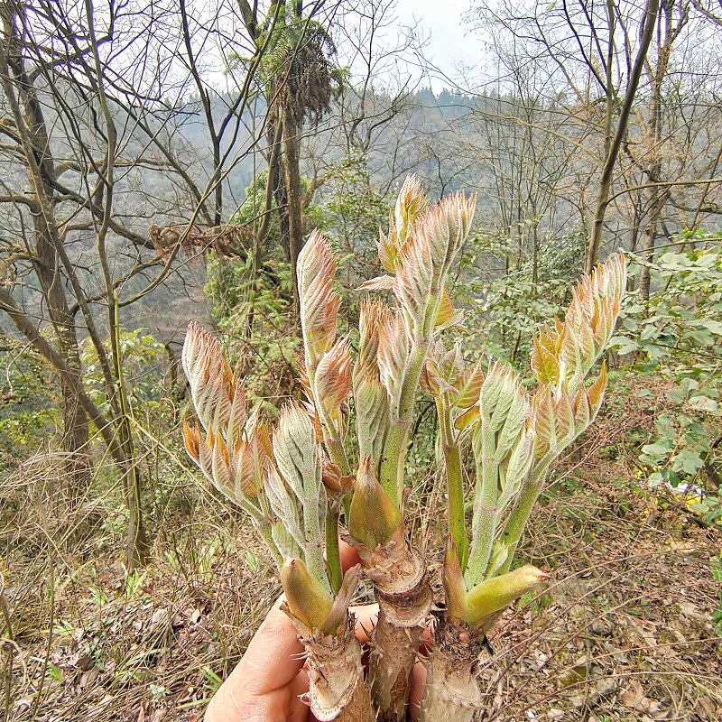 贵州新鲜深山头茬嫩芽红刺老芽刺龙芽刺老包乌龙头刺头菜现摘现发