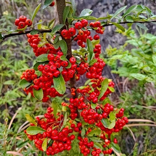 贵州小冬青鲜切火棘果火把果枝条花期长水养鲜花办公艺术插花现采
