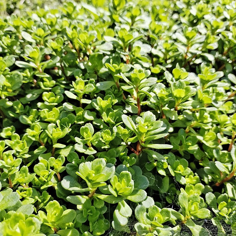 贵州凹叶景天圆叶景天多肉植物护盆草马牙半支莲石板还阳阳台盆栽