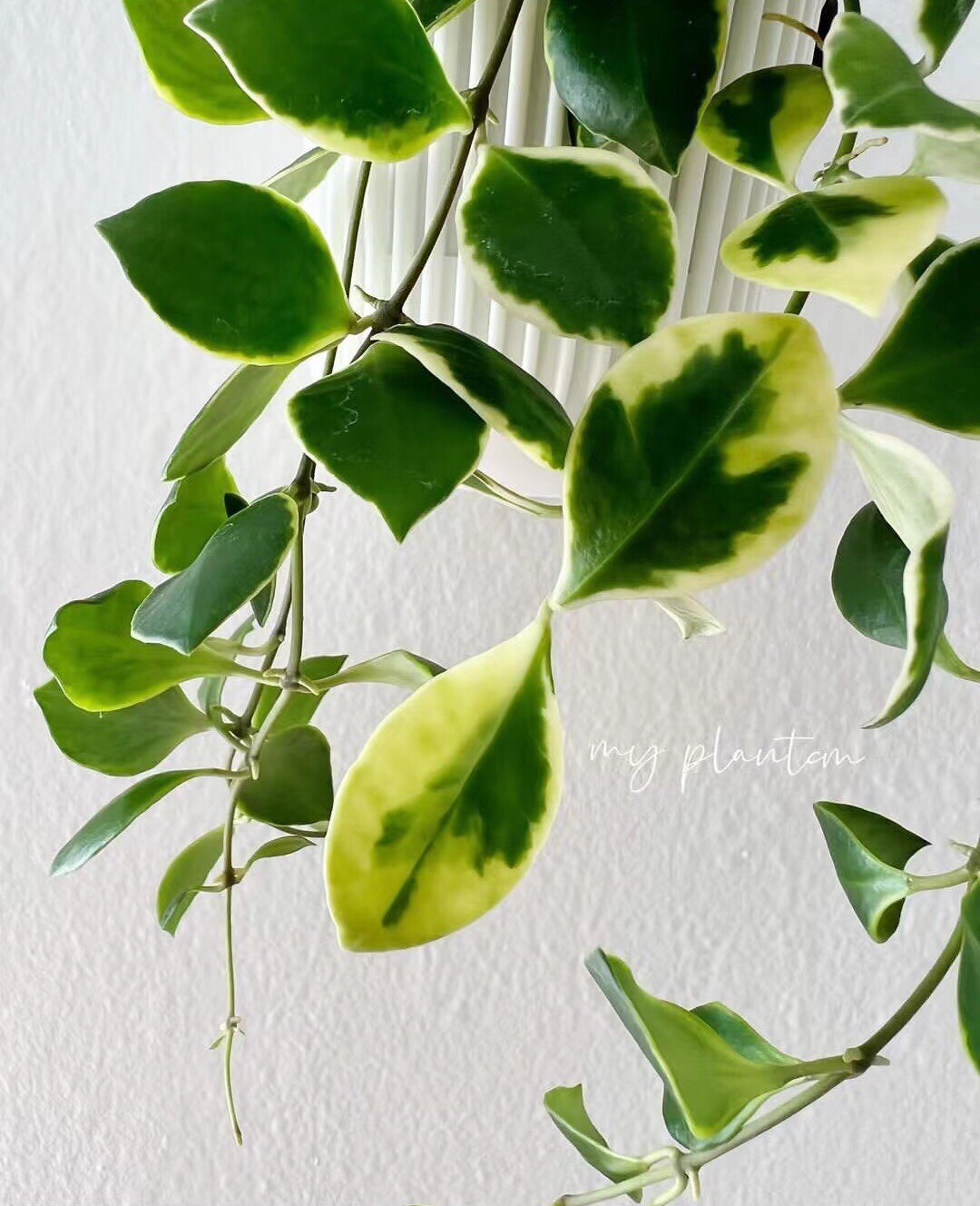 粉花休外球兰 休斯科尔外锦球兰hoya heuschkeliana pink