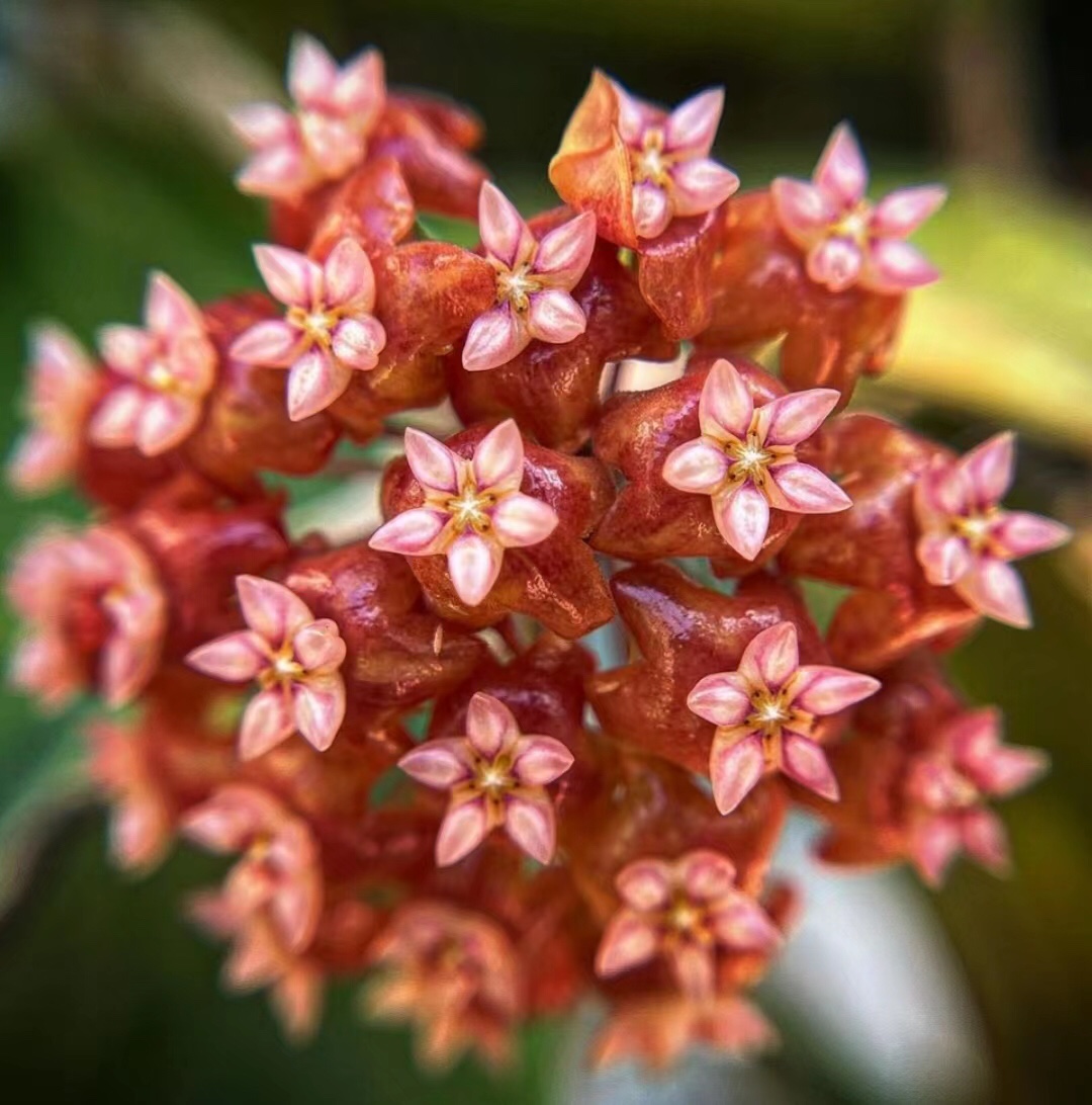 火红球兰hoya ilagiorum室内盆栽绿植花卉