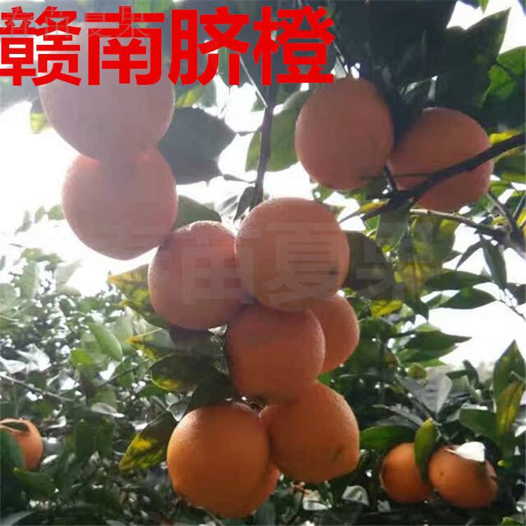 正宗赣南脐橙20斤标准果精品果寻乌脐橙