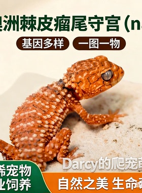 澳洲棘皮瘤尾守宫（na）各种性别基因 一图一物