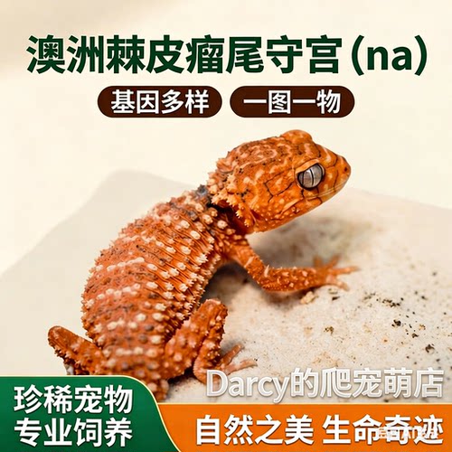 澳洲棘皮瘤尾守宫基因性别图一物