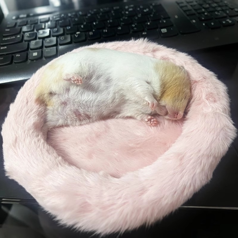 仓鼠窝棉垫金丝熊圆形加绒垫子花枝鼠过冬小宠棉窝保暖垫仓鼠窝垫