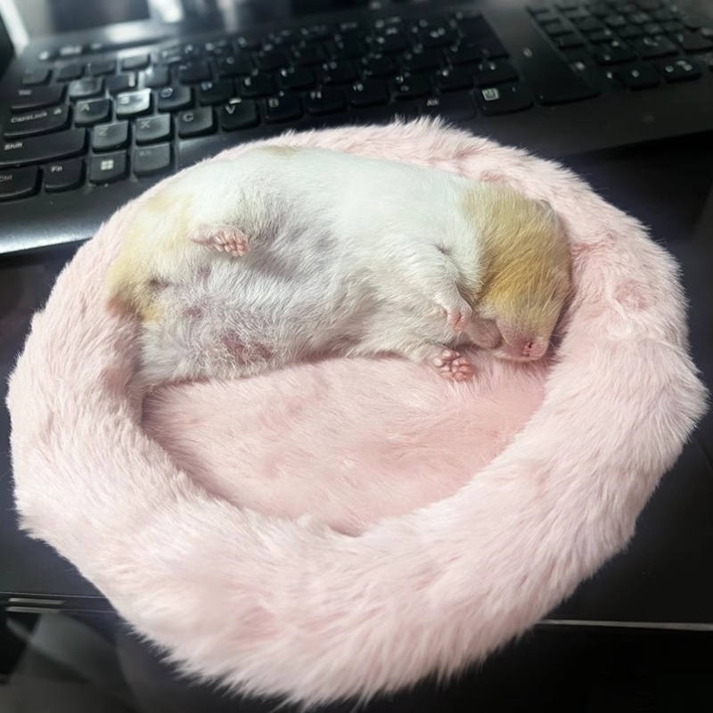 仓鼠窝垫刺猬龙猫睡窝冬季秋冬款保暖棉窝棉垫圆形毛绒小宠垫子