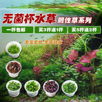 无菌杯水草造景 迷你水榕/鹿角苔/椒草/辣椒榕/水兰/阴性水草系列