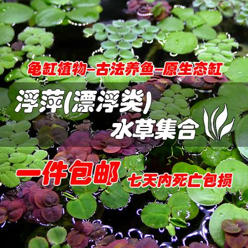 浮萍水草 古法养鱼原生缸养龟植物净化水质 圆心一叶莲水芙蓉烟花 宠物/宠物食品及用品 水草 原图主图