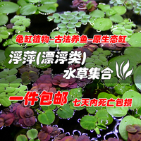 浮萍水草 古法养鱼原生缸养龟植物净化水质 圆心一叶莲水芙蓉烟花