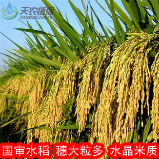 晶两优华占荃两优851明1优臻占玮两优534杂交水稻种子长粒香谷种