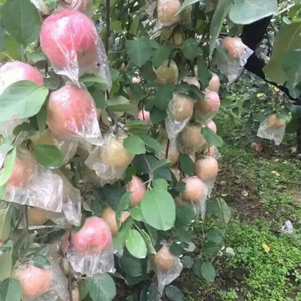 新鲜大沙河丑红富士苹果10斤包邮现摘箱孕脆甜当季徐州丰县农产品