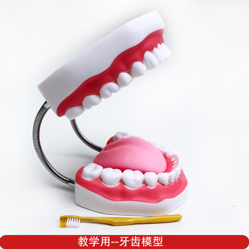 仿真牙齿科学探索观察实验