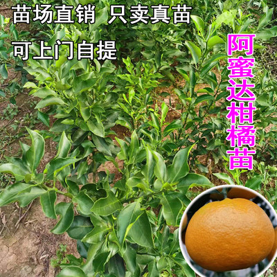 阿蜜达早熟柑橘苗丰产高糖