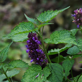 AVAT野生印尼广藿香单方精油5ml香水调香芳疗按摩瑜伽淡疤安全感