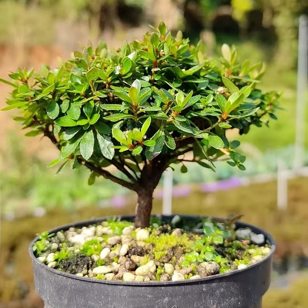 早乙女小町杜娟姬杜鹃花小叶绿植盆栽微型掌上盆景小老桩素材苗,鲜花速递/花卉仿真/绿植园艺,造型盆景,淘宝优惠券,粉丝福利购,淘宝优惠卷