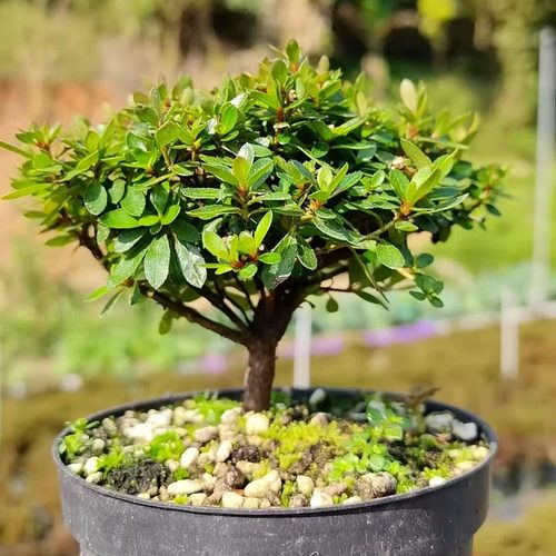 日本早乙女杜鹃花微型小绿植