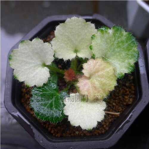 日本山野草室内耐阴小绿植七变化