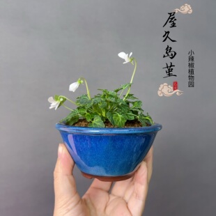 日本山野草八重山屋久岛堇姬堇菜微型小绿植盆栽盆景开花素材四季