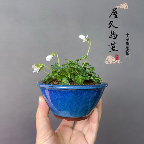 日本山野草八重山屋久岛堇姬堇菜微型小绿植盆栽盆景开花素材四季