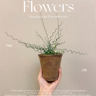 日本山野草姬弹簧草螺旋灯芯草雨林合植素材苗好养室内植物桌面