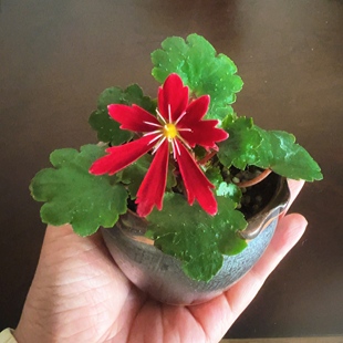 日本山野草 大文字草 合植素材多年生四季常绿开花绿植室内外好养