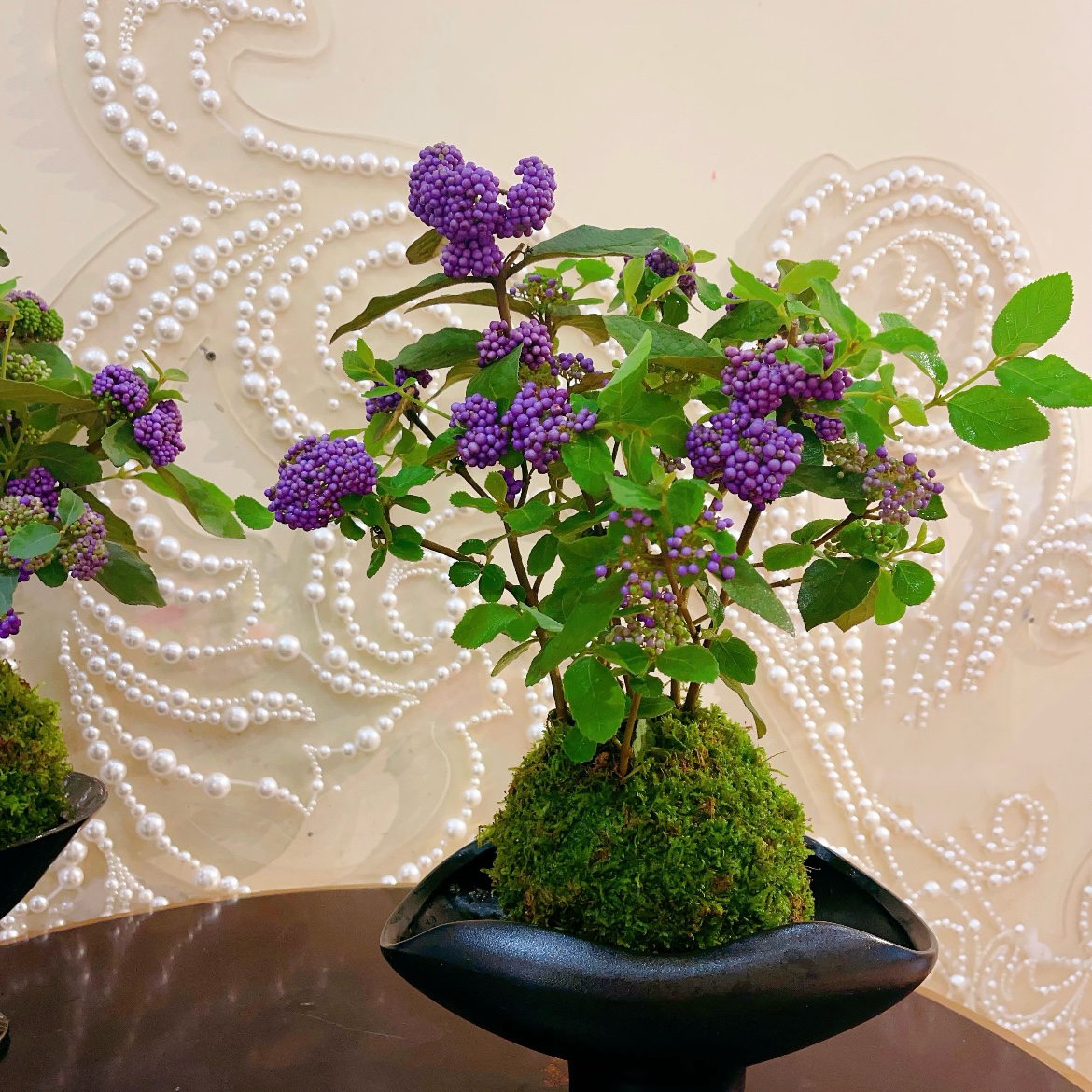 日本微型盆景会开花植物