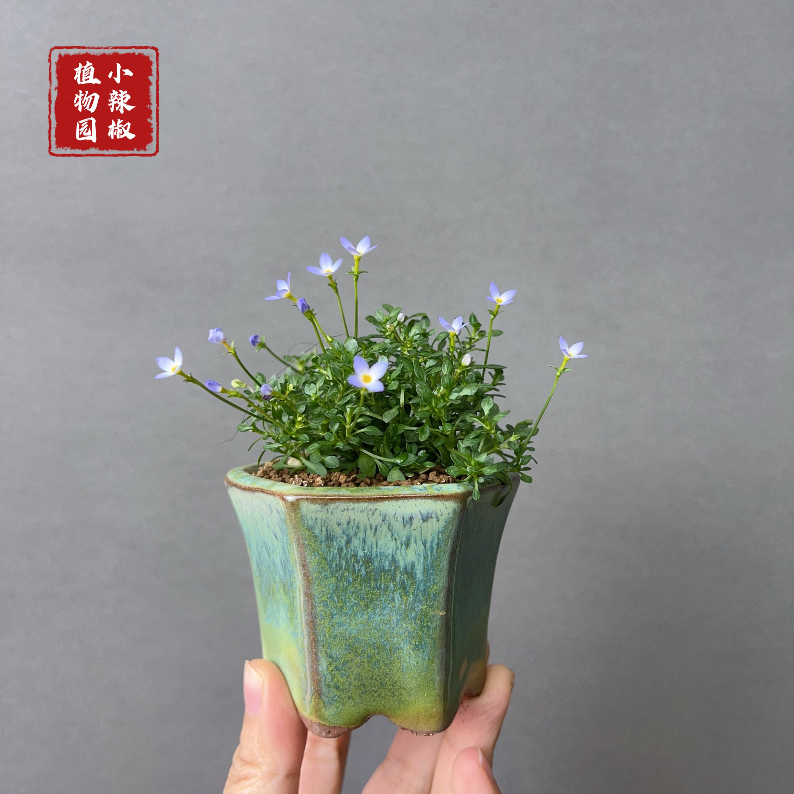 北美耳草 蓝花耳草 迷你微型小植物绿植盆栽盆景山野草