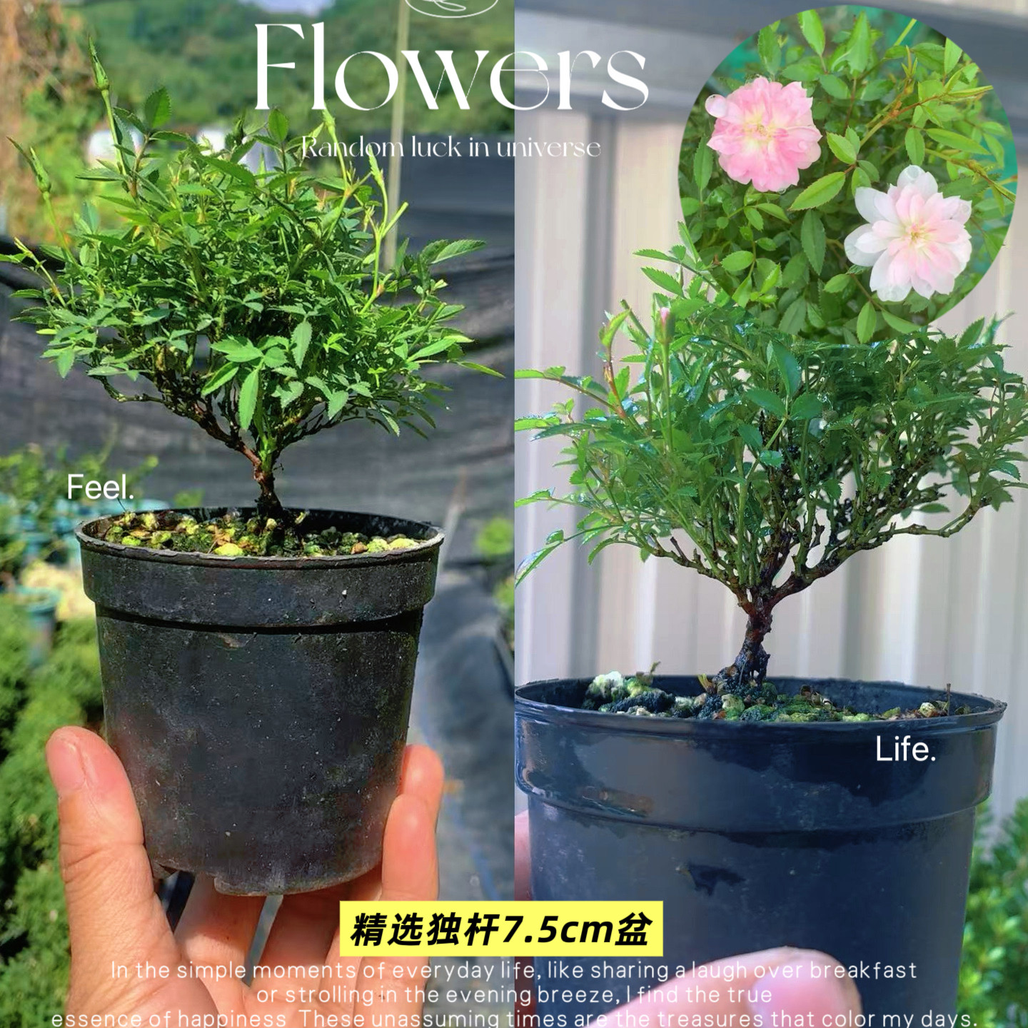 日本微型绿植物小盆景姬月季姬蔷薇小玫瑰花迷你姬乙女开花棒棒糖