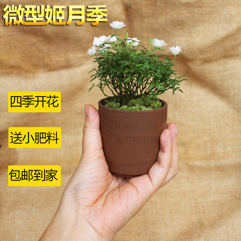 带花苞姬月季姬乙女盆栽绿植姬蔷薇窗台微型迷你开花小玫瑰四季