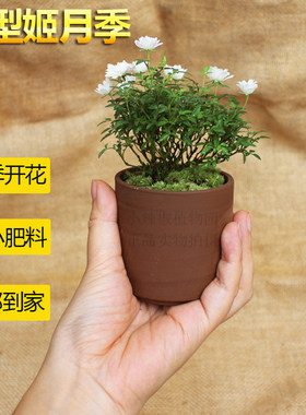 四季开花小绿植桌面室内可水培